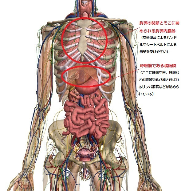 画像 内臓 の 位置 図解 251947