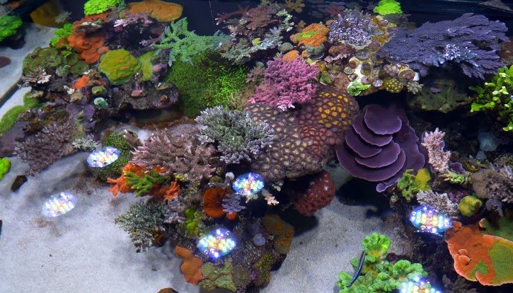 Filter Aquarium Air Laut - Ratulangi