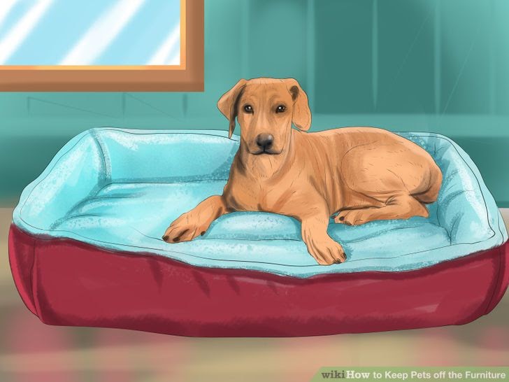 Teachpedia How To Keep Pets Off The Furniture