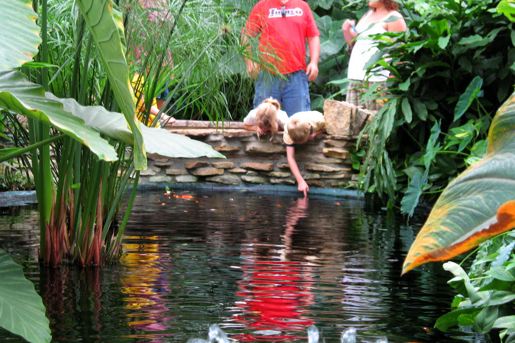One of the ponds in the Conservatory at Como Park. Where there is water, you'll often find kids playing in it.