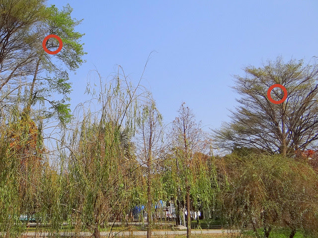 鳳頭蒼鷹/無限台南