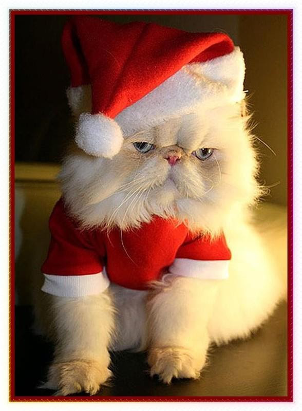 ++ 50 ++ photo chat noel 219586Photo de chat pour noel