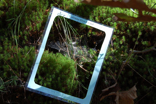 SNETT_lifeFramed