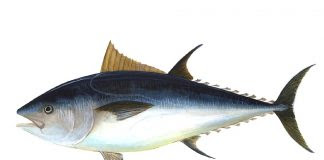 Atún