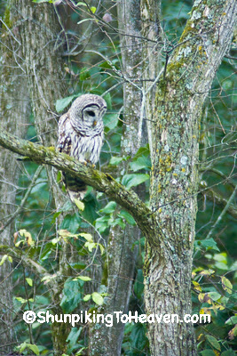 Barred Owl, Grant County, Wisconsin