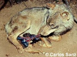 Lobo ibérico (Canis lupus signatus) Lobo ibérico (Canis lupus signatus)