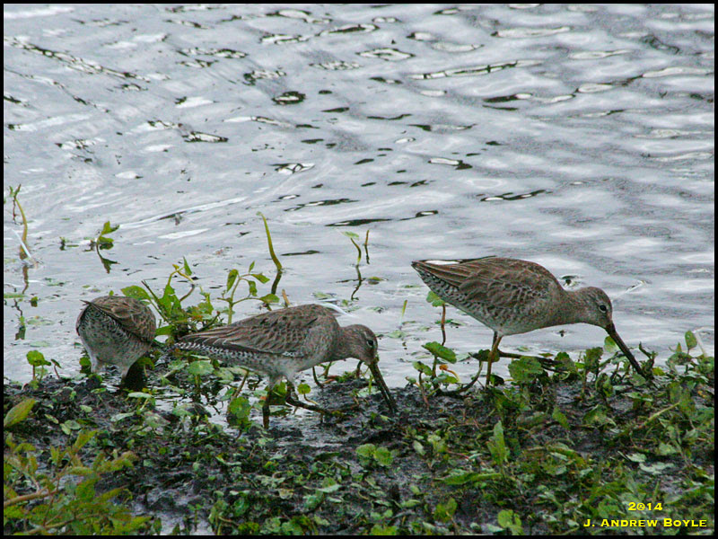 Dowitchers Dowitchers
