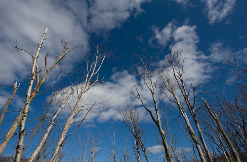 trees reaching to the sky