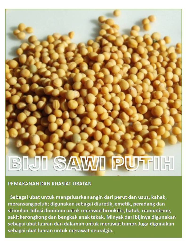 biji sawi putih