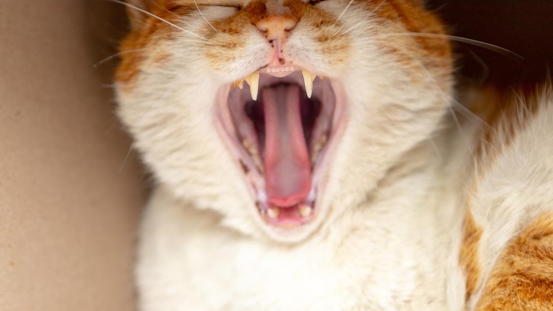How To Take Care Of Your Cat’s Teeth