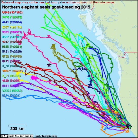 Año Nuevo Blog: New website to track elephant seals in real-time!