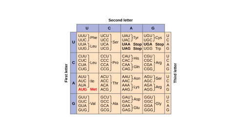 Cracking Your Genetic Code Worksheet Answers - Escolagersonalvesgui