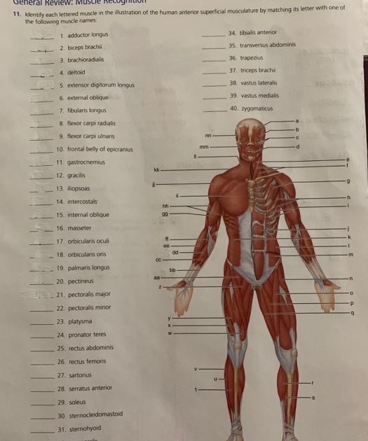 Names Of Human Muscles With Illustration Name Human Muscle System