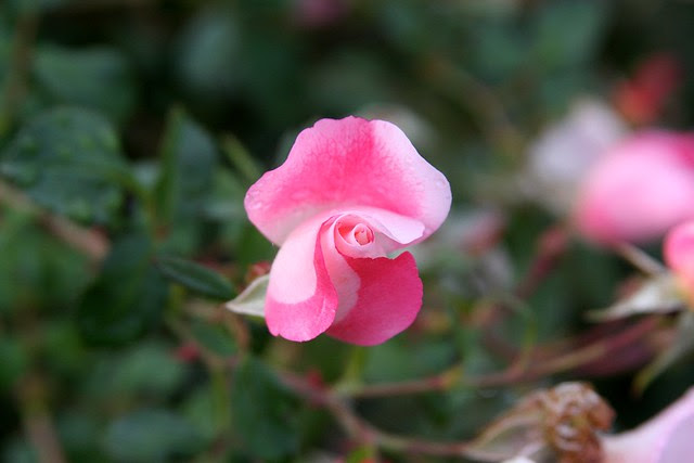 Roses, Ventura Park
