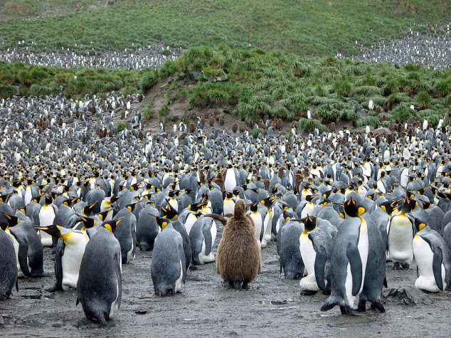 Large group of King Penguins
