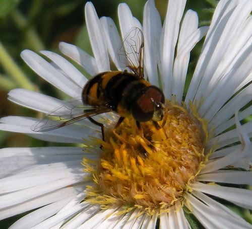 Eristalis transversa, Transverse Flower Fly