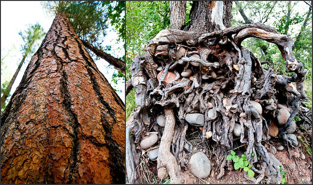 tree collage