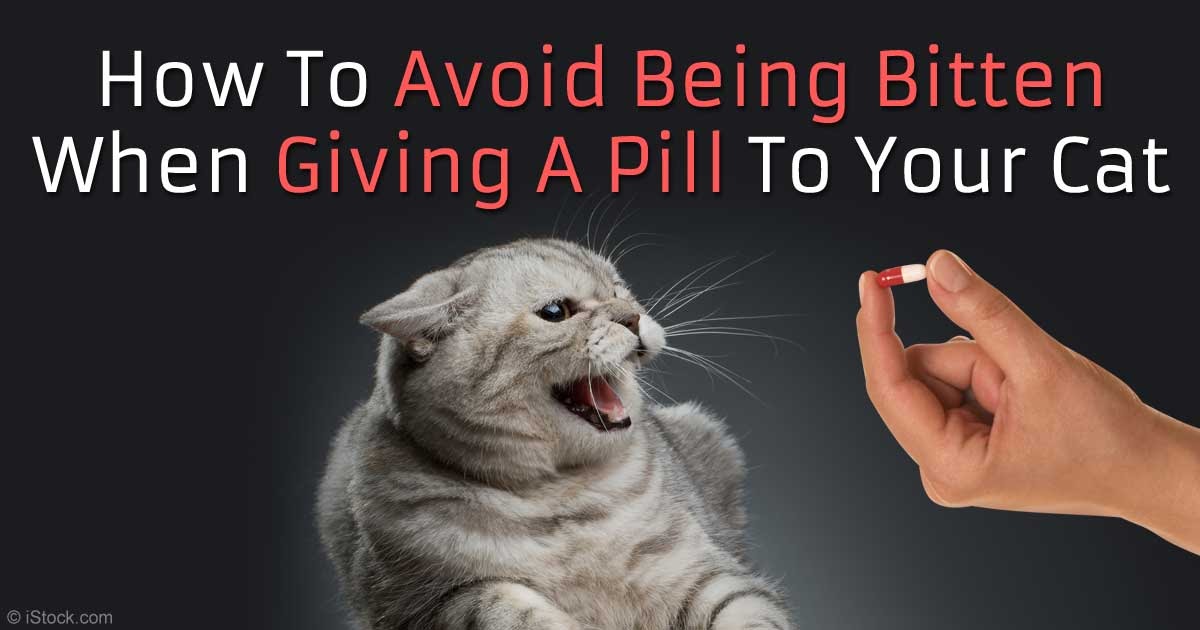 How To Pill A Cat Alone