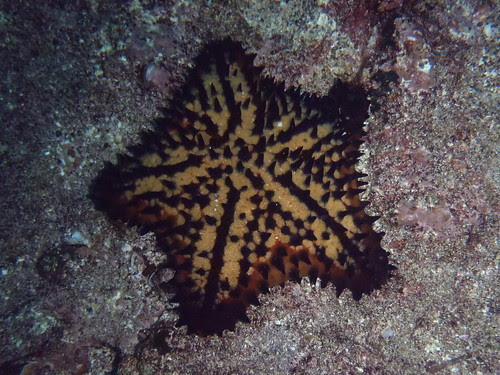 chocolate chip star