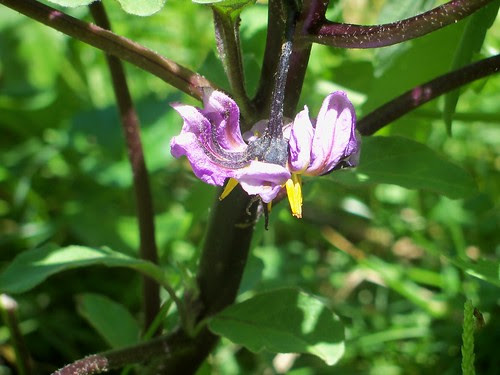 eggplant