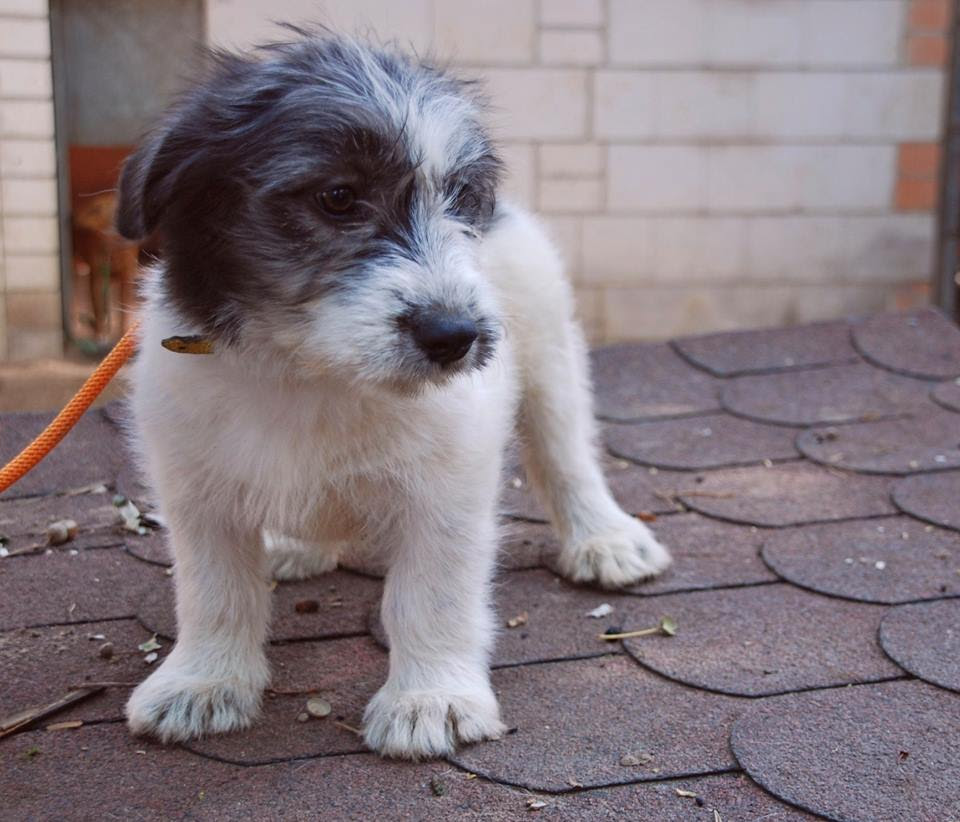 tierheim coburg hunde