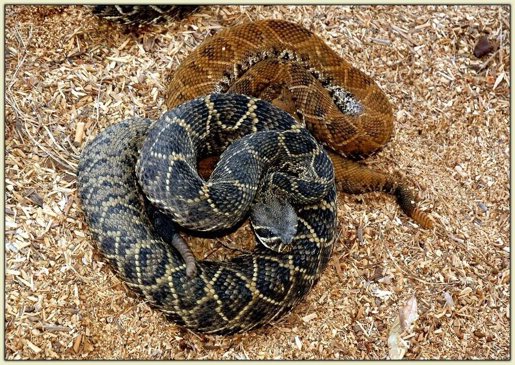 Snakes...