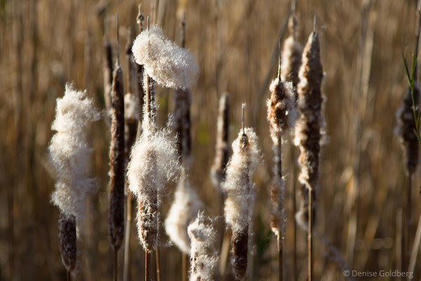 cattails gone to seed
