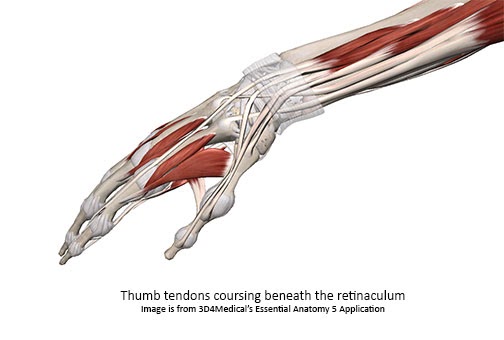 Thumb Muscle Anatomy