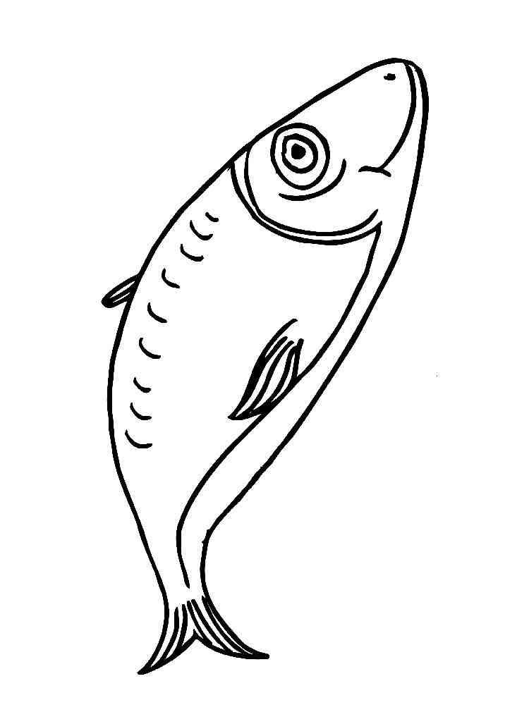 Download 267+ Fish Herring Coloring Pages PNG PDF File