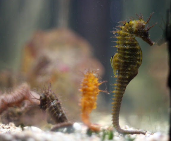 aquarium sea horses