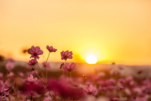 Resultado de imagem para nascer do sol no campo