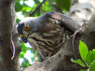 鳳頭蒼鷹/無限台南