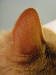 Jasper's ear
