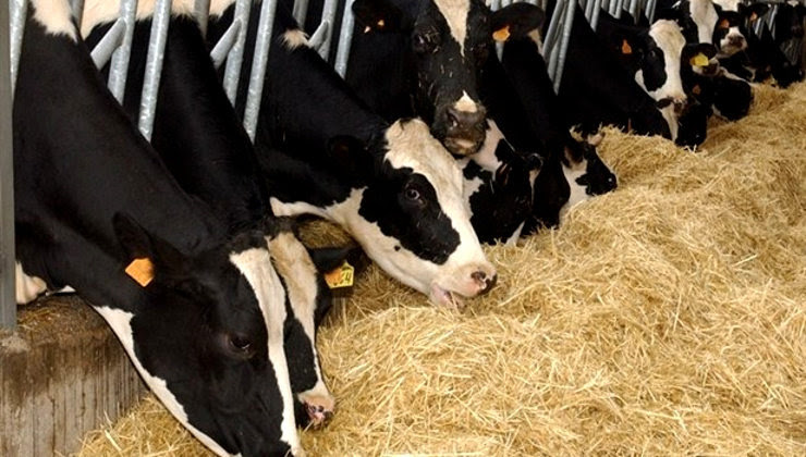 Vacas de leche de raza frisona Vacas de leche de raza frisona