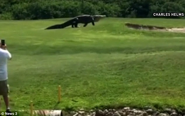 Charles Helms posted a video on his Facebook page, after posting the enormous gator roaming a golf course in Palmetto, Florida
