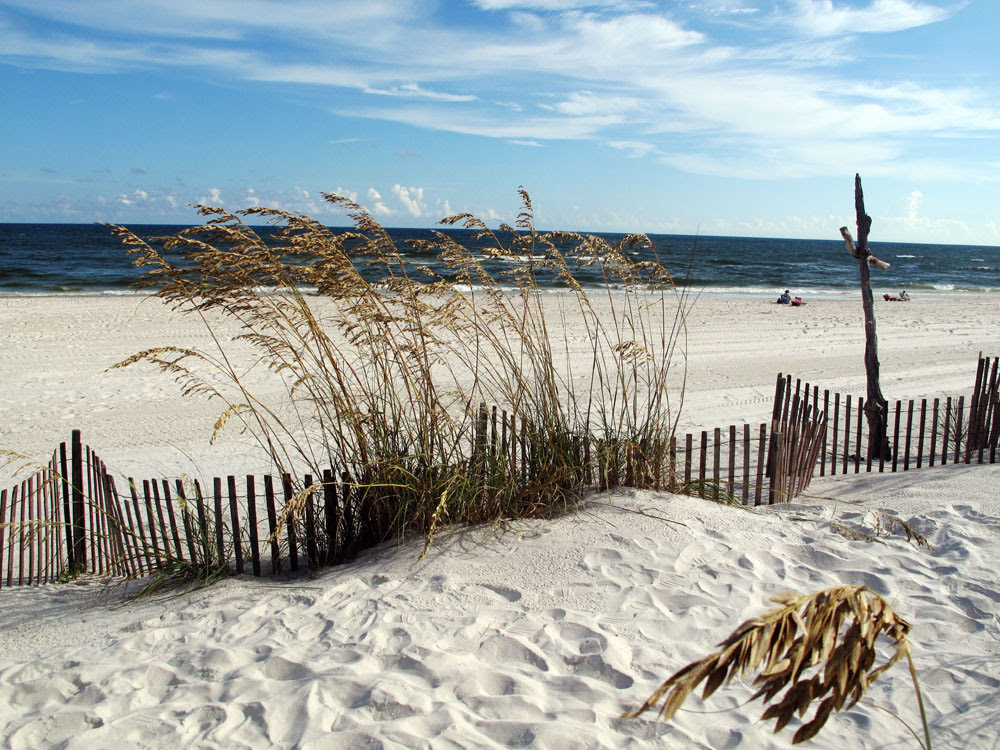 Tests confirm the presence of hydrocarbons on the sea oats that line the dunes in Orange Beach.