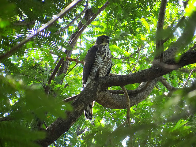 鳳頭蒼鷹/無限台南