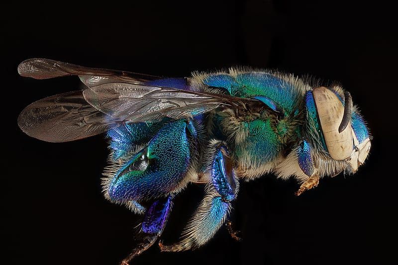 Macro Bee Portraits by Sam Droege and the USGS Bee Inventory and Monitoring Lab Macro Bee Portraits by Sam Droege and the USGS Bee Inventory and Monitoring Lab macro insects bees