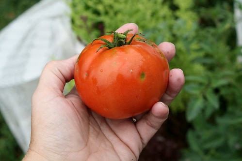 tomato