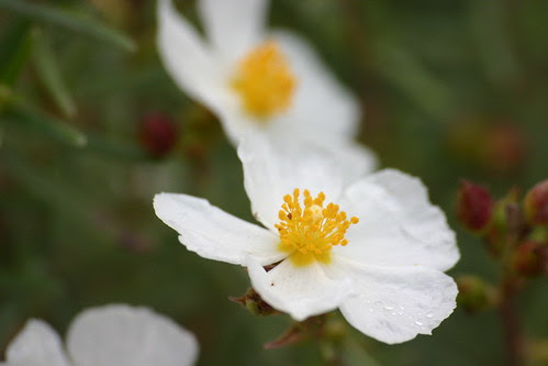 Flor del romero