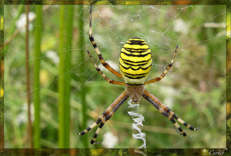 Argiope_8202