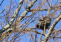 Beehive Symmes Park