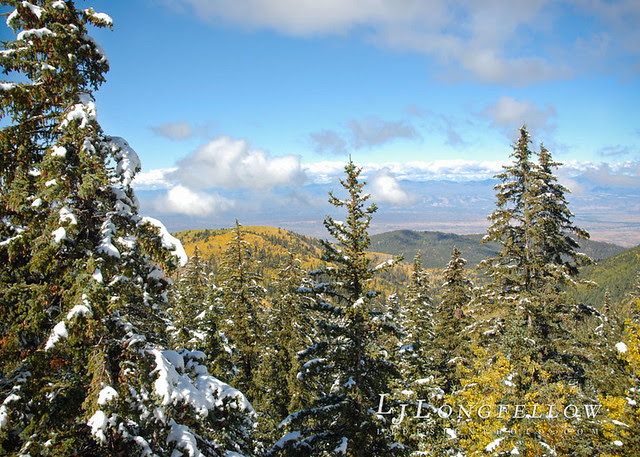 Aspen and Fir Landscape 50/365