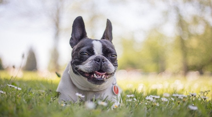 French Bulldog Boston Terrier Mix Health englshshi