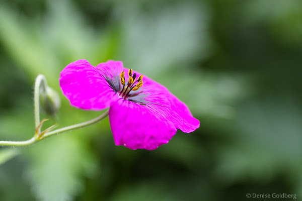 tiny and bright, a flower wearing pink