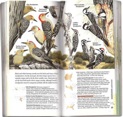 ABC Woodpeckers