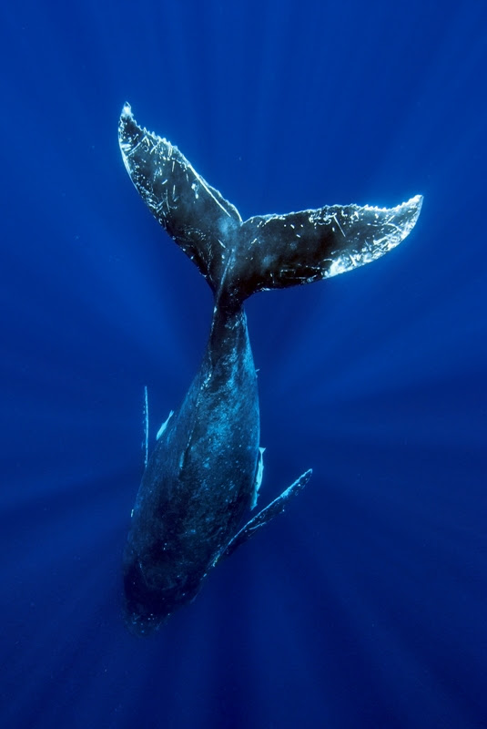 画像 クジラ 壁紙 高画質