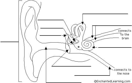 Nose Diagram Worksheet - Tawain Info