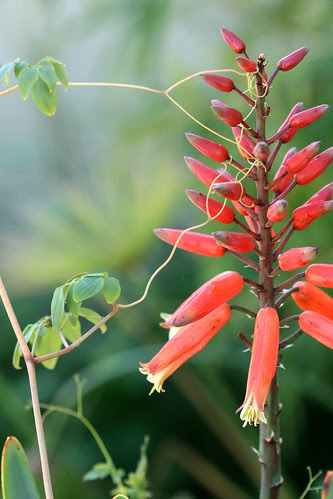 Aloe plicatilis+Dicentra scandens