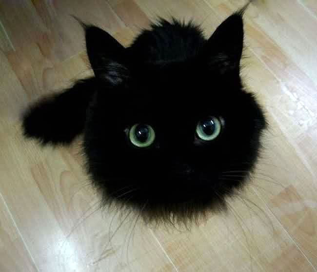 25 animals that know how to properly ask for cookies